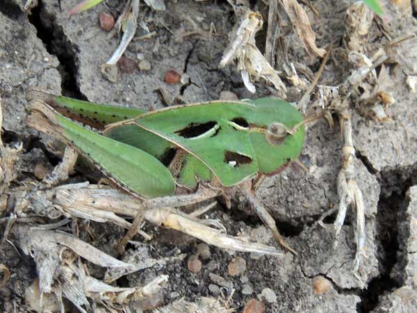 grasshopper of grasslands growing on black cotton soil, f. Acrididae, Kenya, photo © by Michael Plagens