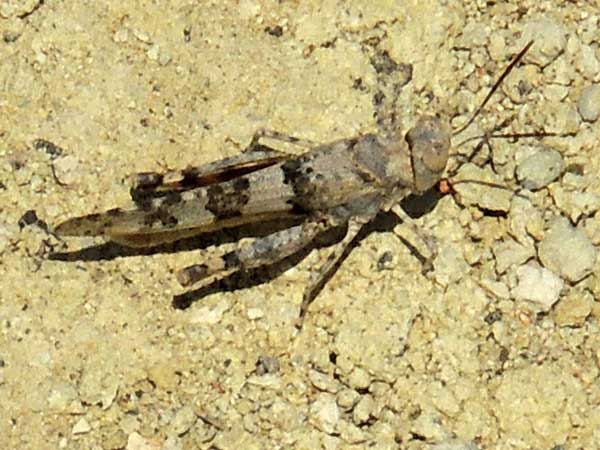 a grasshopper, f. Acrididae, Kenya, photo © by Michael Plagens