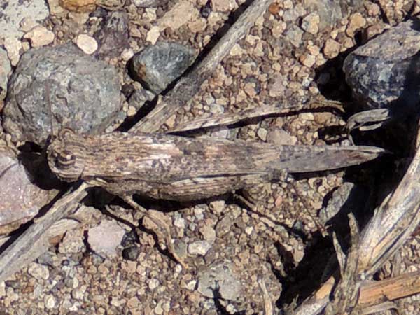 a grasshopper, Morphacris fasciata, f. Acrididae, Kenya, photo © by Michael Plagens