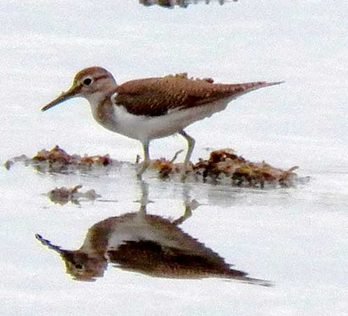 Common Sandpiper, Actitis hypoleucos, photo © by Michael Plagens