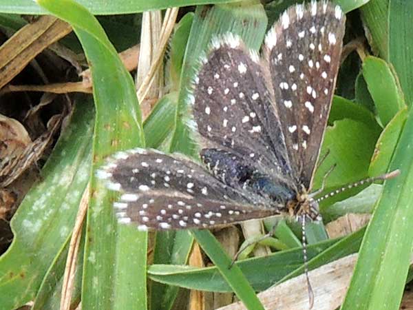 Clover Blue Butterfly, Actizera stellata, from Eldoret, Kenya. Photo © by Michael Plagens