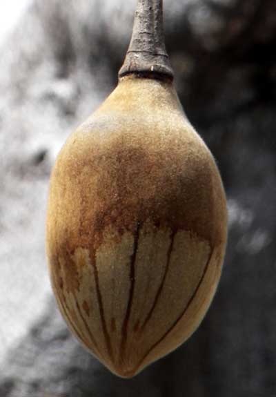 Baobab, Adansonia digitata, from Kenya, photo © by Michael Plagens