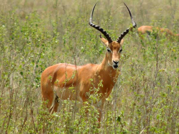 Impala, Aepyceros melampus, photo © by Michael Plagens