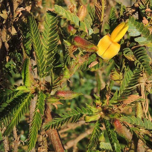 Aeschynomene elaphroxylon from Eldoret, Kenya, photo © by Michael Plagens