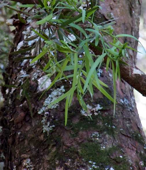 trunk of Podo, Podocarpus falcatus, photo © by Michael Plagens