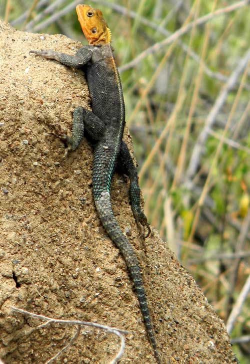 Probably a Common Agama, photo © by Michael Plagens