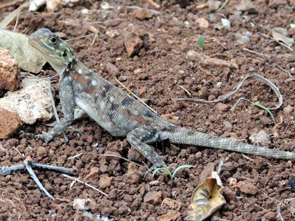 Probably a female Common Agama, photo © by Michael Plagens