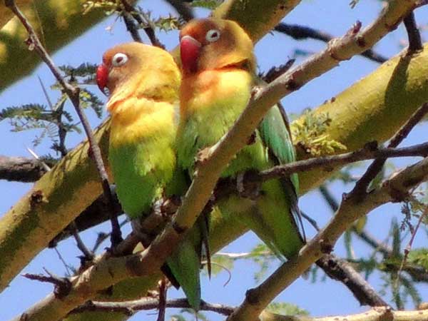 Fischer's Lovebird, Agapornis fischeri, photo © by Michael Plagens