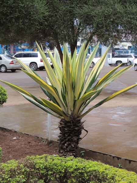 Agave americana by Michael Plagens