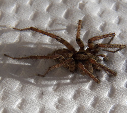 a male Agelenidae spider from Eldoret, Kenya. Photo © by Michael Plagens
