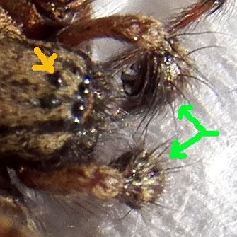 close-up view of eyes and pedipalps of a male Agelenidae spider from Eldoret, Kenya. Photo © by Michael Plagens