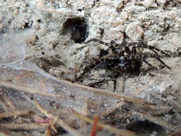 a funnel web spider, Agelenidae, from the Rift Valley, Kenya. Photo © by Michael Plagens