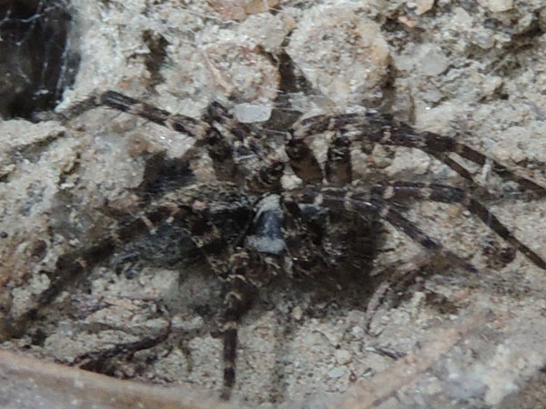 a funnel web spider, Agelenidae, from the Rift Valley, Kenya. Photo © by Michael Plagens