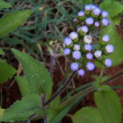 inflorescence of Billy-Goat Weed, Ageratum conyzoides, Eldoret, Kenya, photo © by Michael Plagens