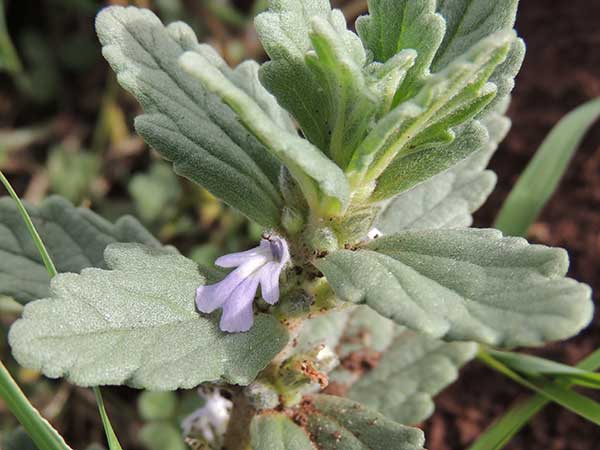 Ajuga integrifolia from Nairobi, Kenya, photo © by Michael Plagens