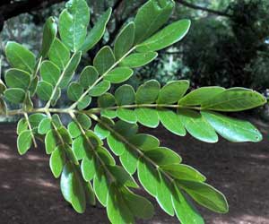 leaf detail of an Albizia, possibly A. amara, Mombasa, Kenya, photo © by Michael Plagens