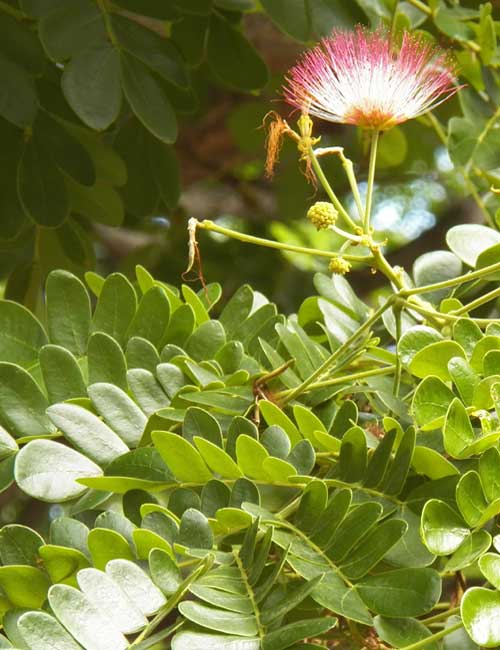 an Albizia, possibly A. amara, Mombasa, Kenya, photo © by Michael Plagens