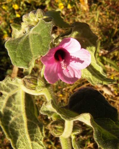 Common Hollyhock, Alcea rosea, from Kenya, photo © by Michael Plagens