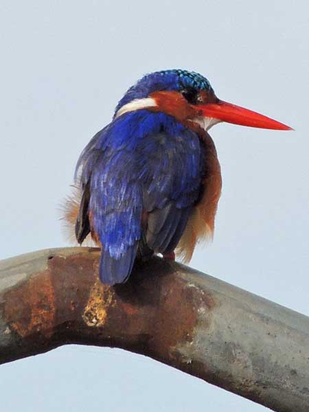 Malachite Kingfisher, Alcedo cristata, photo © by Michael Plagens