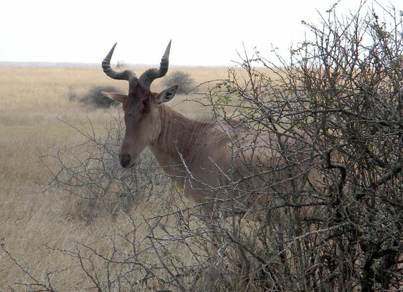 Coke's Hartebeest, Alcelaphus buselaphus, photo © by Michael Plagens