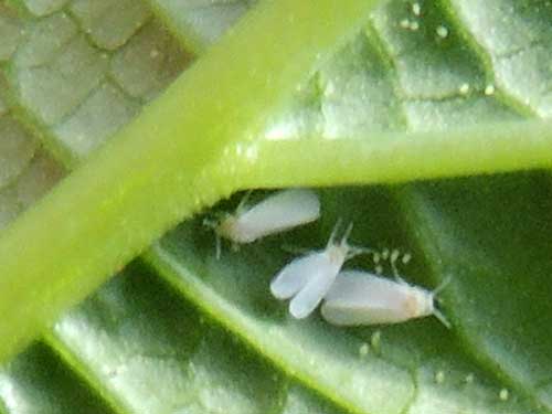 a whitefly on Nicandra physalodes at Kitale, Kenya. Photo © by Michael Plagens