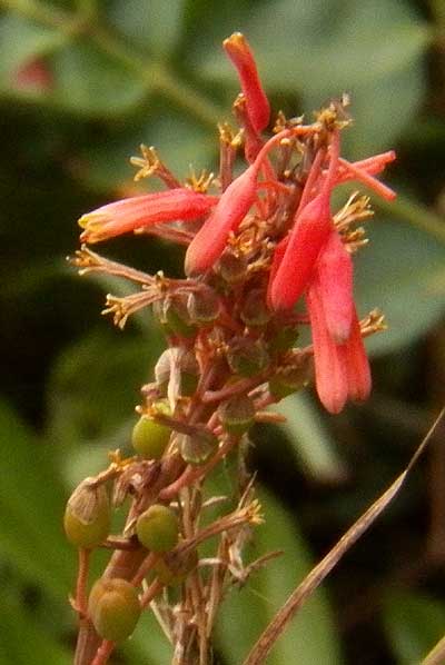 flowers and developing fruit of Aloe sp., photo © Michael Plagens