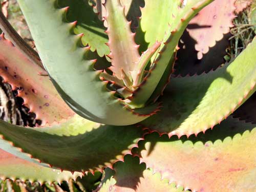 Detail of acaulescent leaves of Aloe from Rift Valley Highlands, Kenya, photo © by Michael Plagens