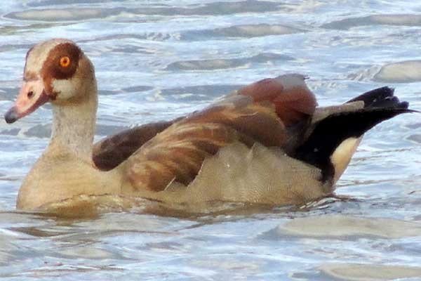 Egyptian Goose, Alopochen aegyptiacus, photo © by Michael Plagens