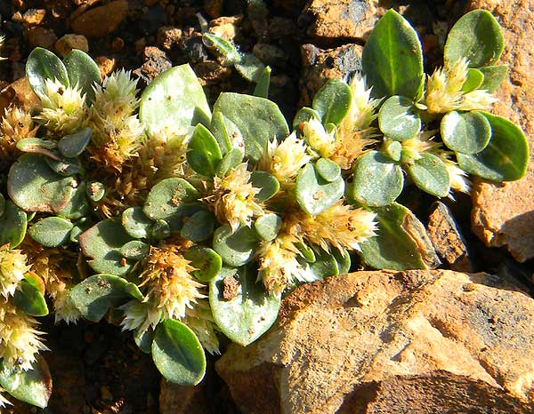 Alternanthera, a weedy plant found growing among gravel in a driveway, Eldoret, Kenya, photo © by Michael Plagens