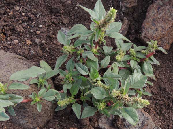 Spiny Amaranth, Amaranthus spinosus, Kenya, photo © by Michael Plagens