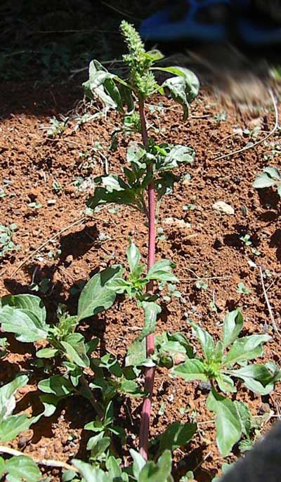 Common Amaranth, a garden pot herb, found growing in a Rift Valley garden, Kenya, photo © by Michael Plagens