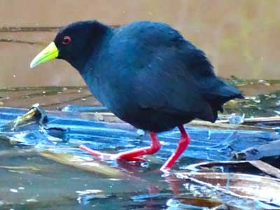 Black Crake, Amaurornis flavirostra, photo © by Evan Torotich