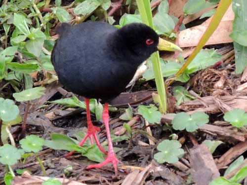 Black Crake, Amaurornis flavirostra, photo © by Mike Plagens