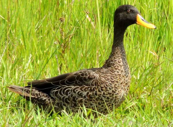 Yellow-billed Duck, Anas undulata; by Michael Plagens