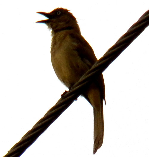 Sombre Greenbul, Andropadus importunus, photo © by Michael Plagens