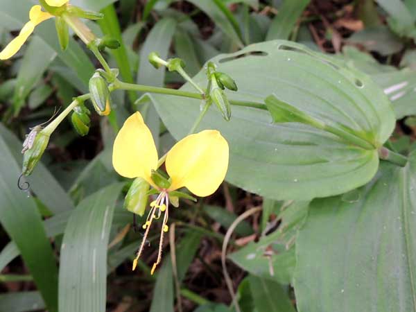 Clinging Aneilema, Nairobi, Kenya, photo © by Michael Plagens