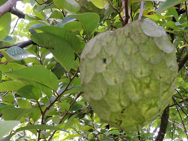 Cherimoya, Annona cherimola, photo © by Michael Plagens