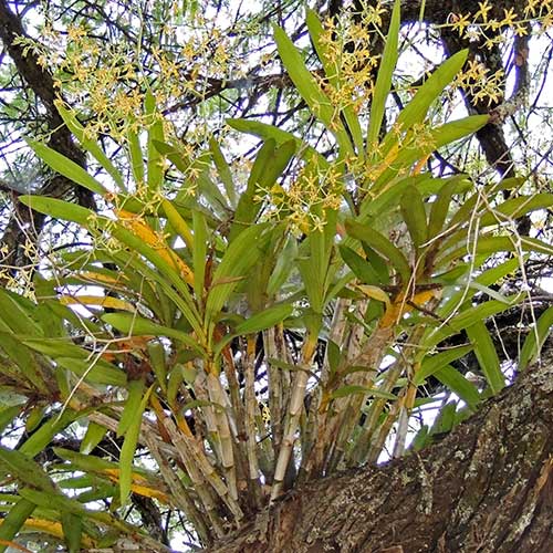 habit of Leopard Orchid, Ansellia africana, in Kenya, photo © by Michael Plagens