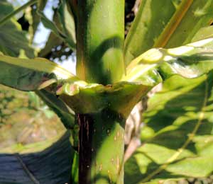 Detail of leaf base of Anthocleista vogelii photo © by Michael Plagens