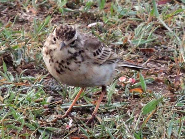 African Pipit, Anthus cinnamomeus, photo © by Michael Plagens