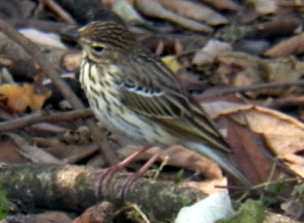 Tree Pipit, Anthus trivialis, photo © by Michael Plagens