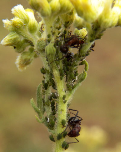 an aphid tended by ants on horseweed, Conyza, from Eldoret, Kenya. Photo © by Michael Plagens