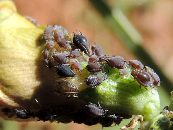 cowpea aphid, Aphis craccivora, feeding on Cowpea (Kundee) from Eldoret, Kenya. Photo © by Michael Plagens