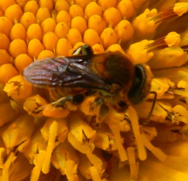 bee, Apidae, at flowers of Tithonia, Kakamega Forest, Kenya, Nov. 2010. Photo © by Michael Plagens