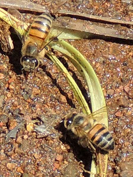 a honey bee, Apis mellifera, Kenya, Dec 2015. Photo © by Michael Plagens