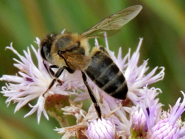 a honey bee, Apis mellifera, at flowers on Menangai Crater, Kenya, March 2013. Photo © by Michael Plagens