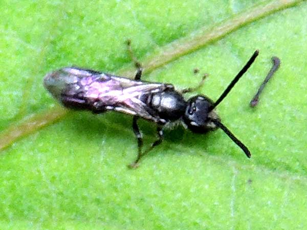 bee, possibly Halictidae, Kitale, Kenya, April 2013. Photo © by Michael Plagens