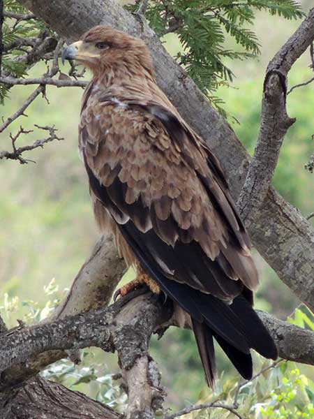 Tawny Eagle, Aquila rapax, photo © by Michael Plagens