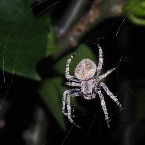 an Araneus sp. from Kerio Valley, Kenya. Photo © by Michael Plagens