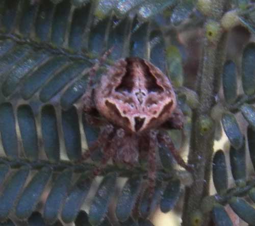 an Araneus sp. from Eldoret, Kenya. Photo © by Michael Plagens